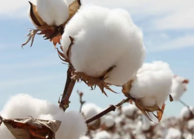 Organic Cotton Product Exporters in Chennai